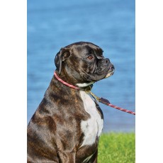 Weatherbeeta Rope Leather Dog Collar (Hunter Green/Brown)