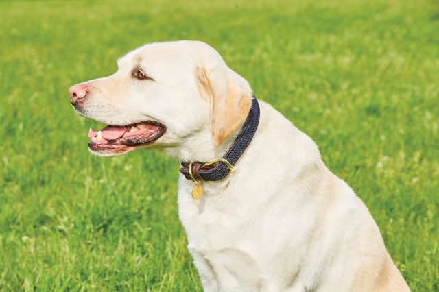 Weatherbeeta Leather Plaited Dog Collar (Brown/Navy)